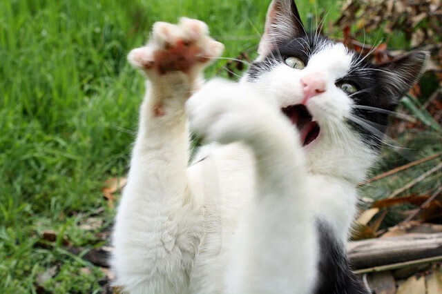 京多安一锤定音!葡萄牙险胜加拿大,中场大师展现决定比赛的关键价值